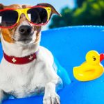 Sommerpause 2017